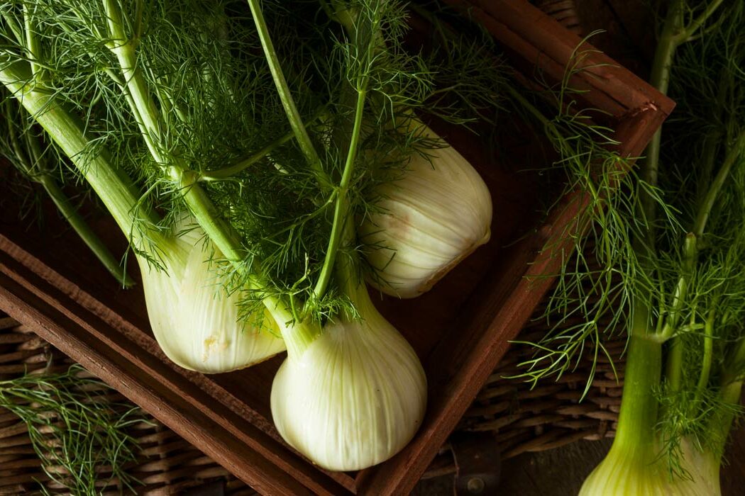 Fenchel